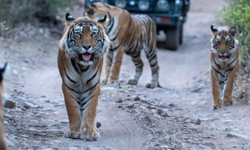 Ranthambore