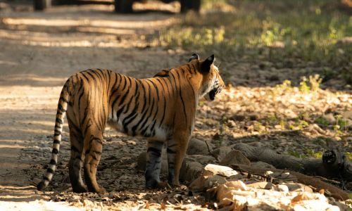 Corbett National Park