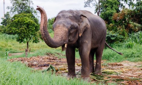 Elephant Safari Corbett Tour