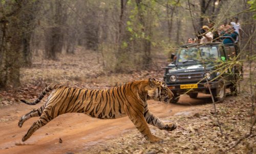 Corbett Adventure Tour