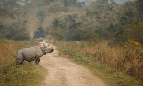 Indian Rhinos Wildlife Tour Package