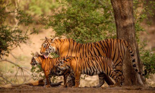 North India Wildlife Tour