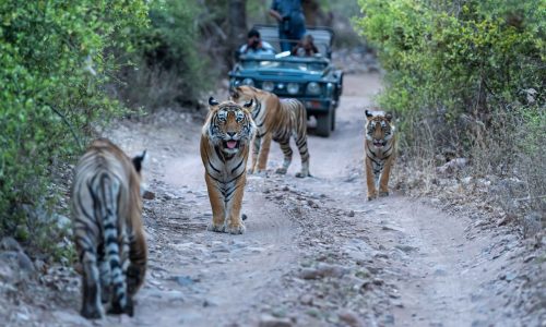 India Wildlife Adventure