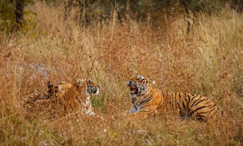 Ranthambore Tiger Tour With Golden Triangle